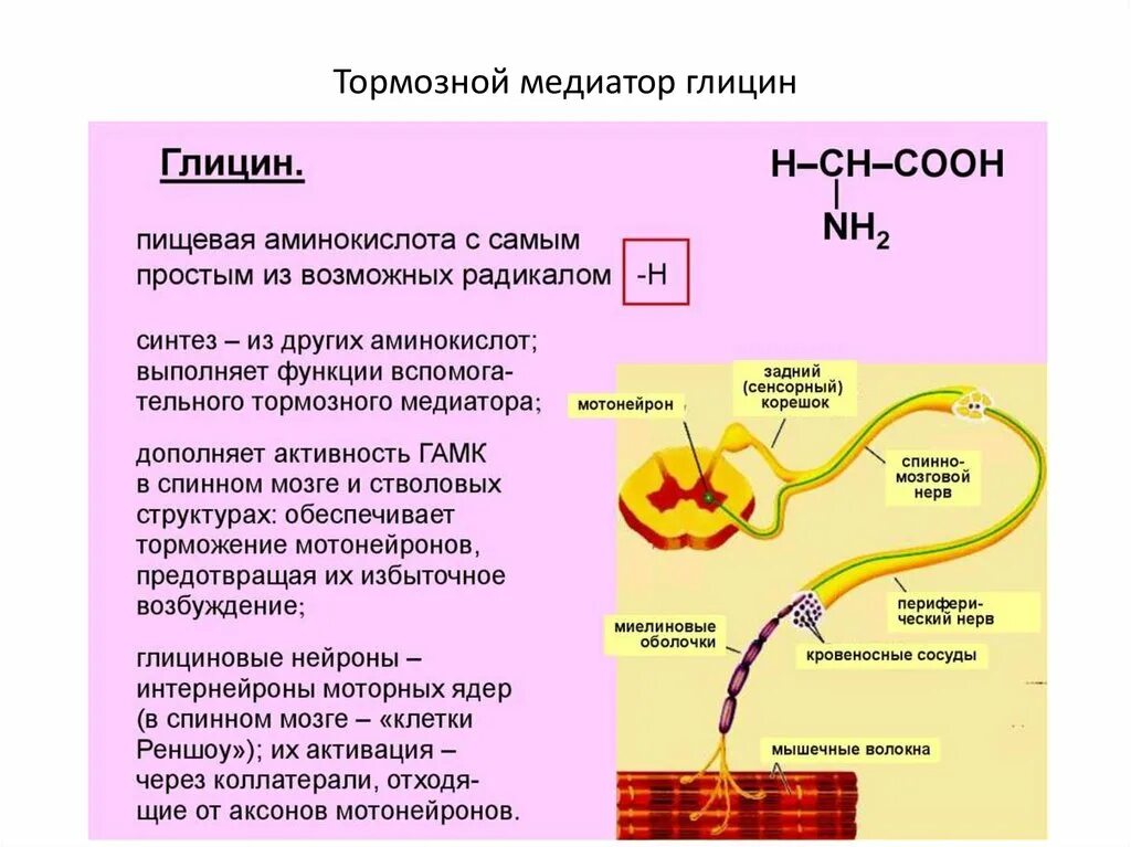 Какой органоид отвечает за секрецию нейромедиаторов. Какой органоид отвечает за секрецию нейромедиаторов