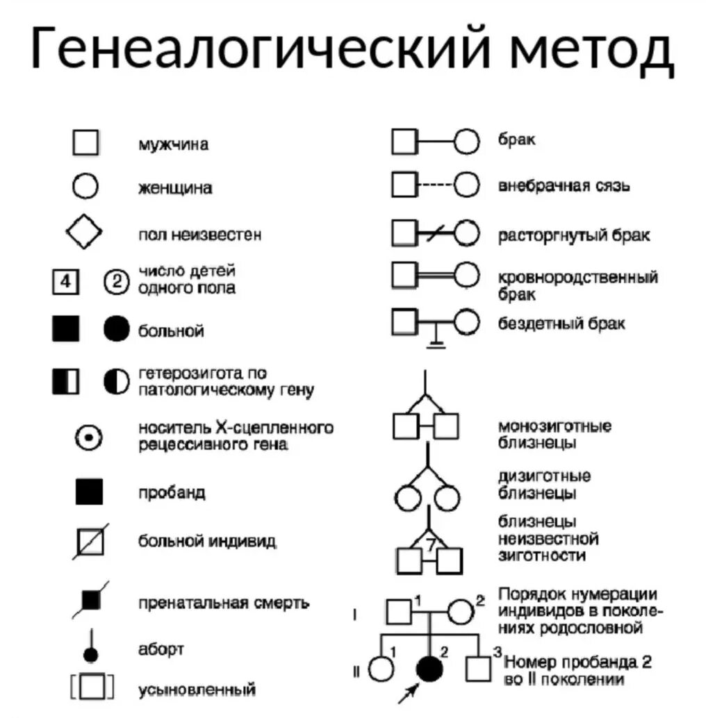 Условные обозначения в генеалогическом древе