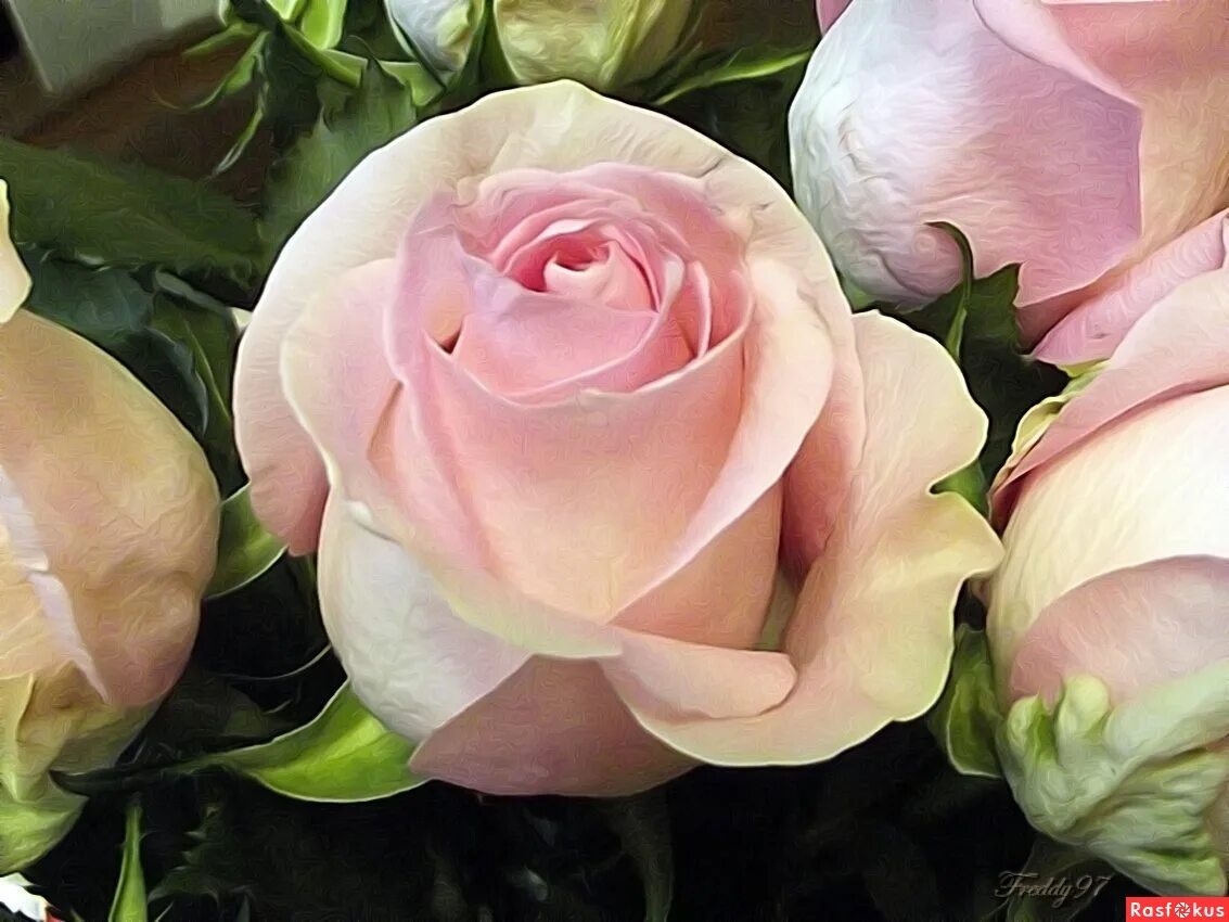 срезочные розы дэвида остина. пионовидные розы дэвид остин. розы красные и белые. розы коллекционные фото с названиями. коллекция роз.