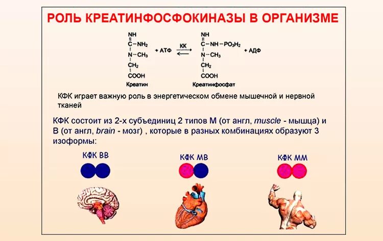 Кфк кк. Креатинкиназа биохимия. Креатинфосфокиназа норма. Креатинкиназа изоферменты биохимия. Активность КФК.