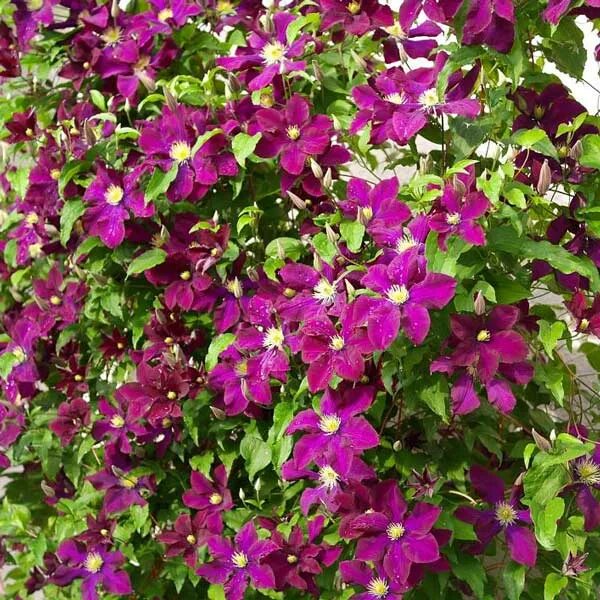 Clematis 'Warszawska Nike', 70 cm - Zahradní centrum "Strakovo" s.r.o.