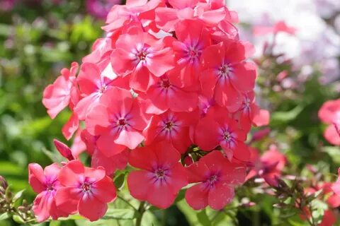 Флоксы кораллового цвета