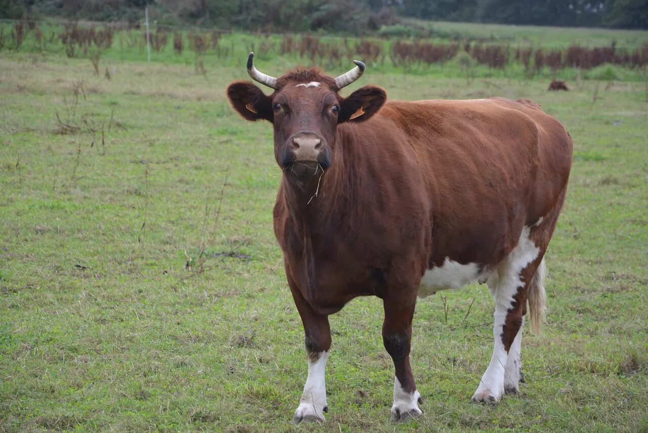 Бурая молочная латвийская порода коров. Фото бурая. Коричневая корова. Лиса чернобурка. Бурая латвийская порода.
