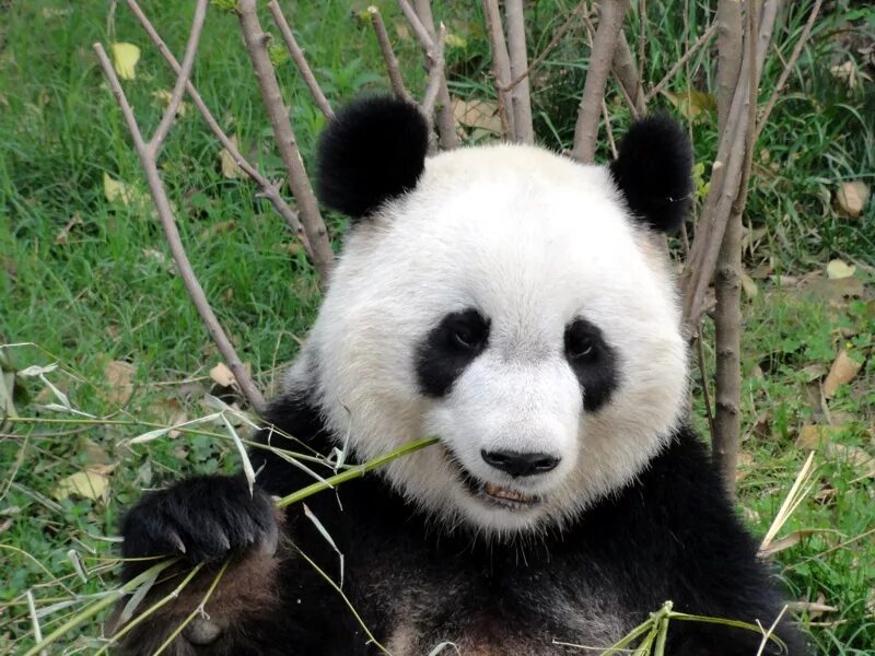 Pandas r