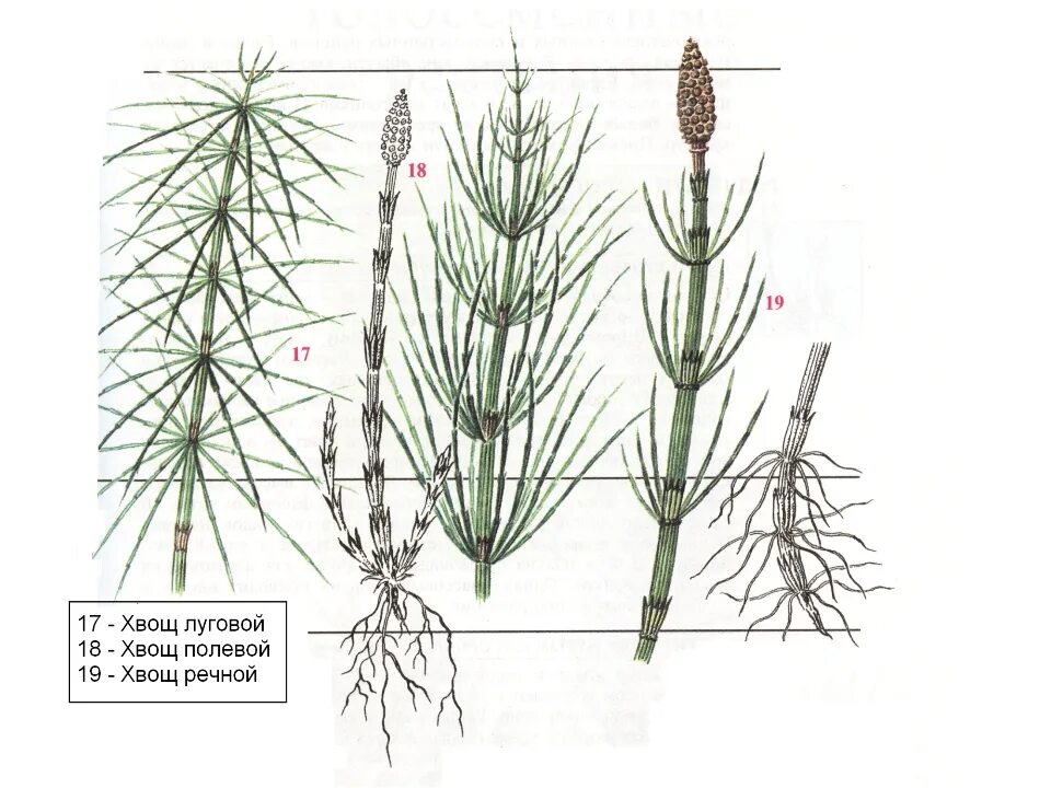 Хвощ различия. Хвощ Луговой и полевой. Побеги хвоща полевого. Хвощ полевой Луговой Лесной. Хвощ Лесной строение.