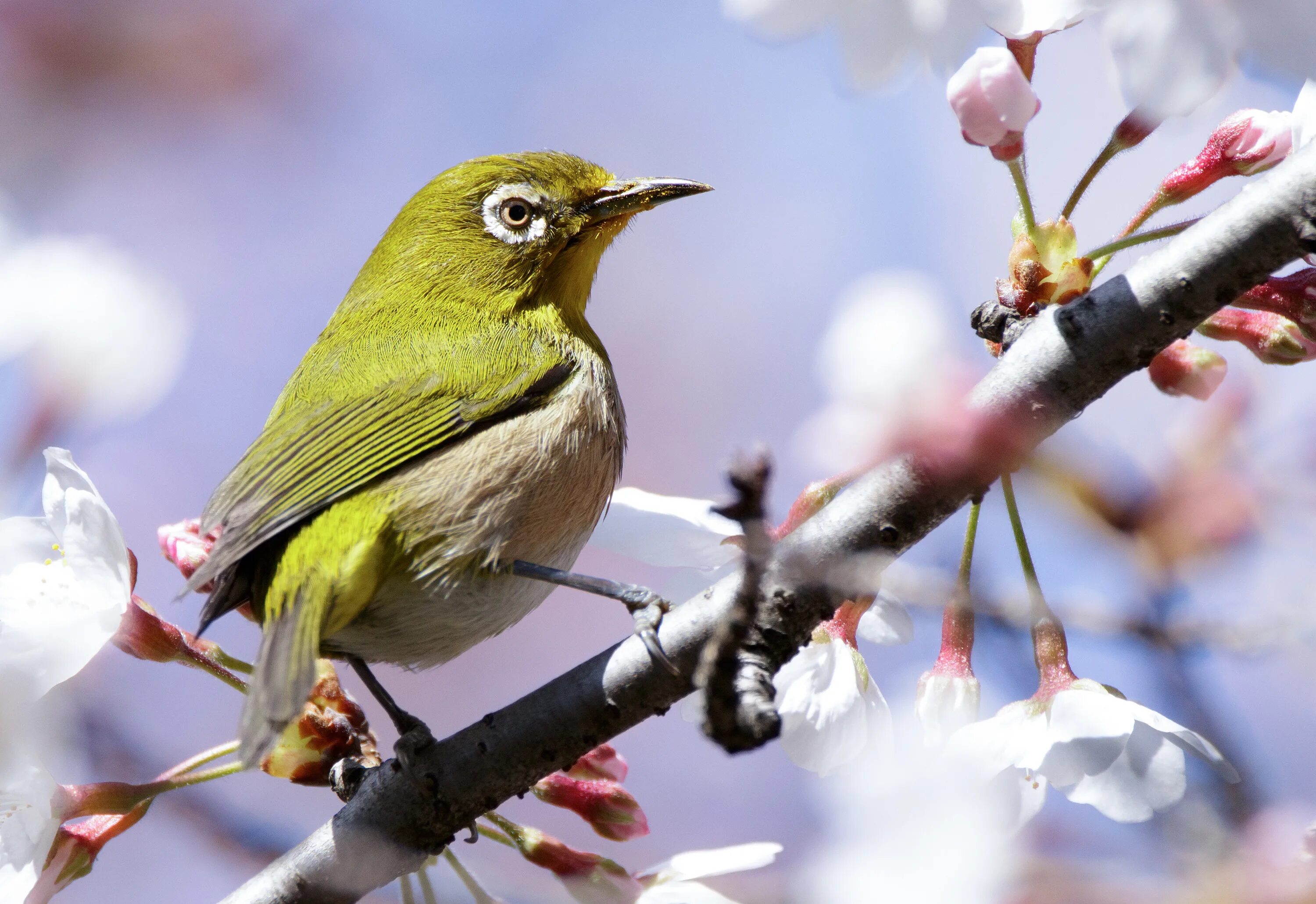 May birds. Японская белоглазка. Японская белоглазка Бурбонская. Май птицы. Белоглазка птица.