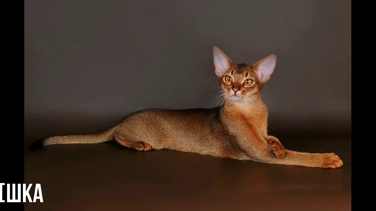 Фотографии абиссинскую породу. Абиссинская кошка. Кот породы абиссинец. Абиссинская порода кошек Абиссинская. Абиссинская Ориентальная кошка.