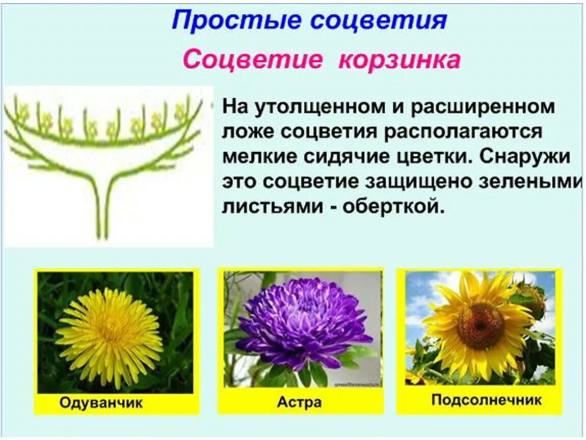Соцветие корзинка листья простые. Соцветие щитковидное схема. Соцветие корзинка листья простые. Цветы с соцветием корзинка. Тип соцветия сложный колос.