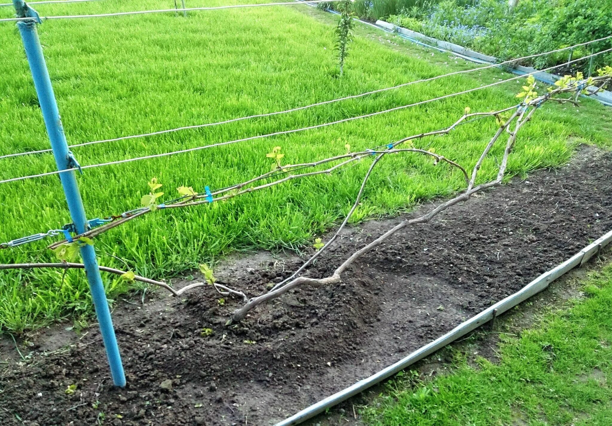 Красный виноградник лоза. Виноградники мысхако. Решение винограда. Решение винограда. Решение винограда.