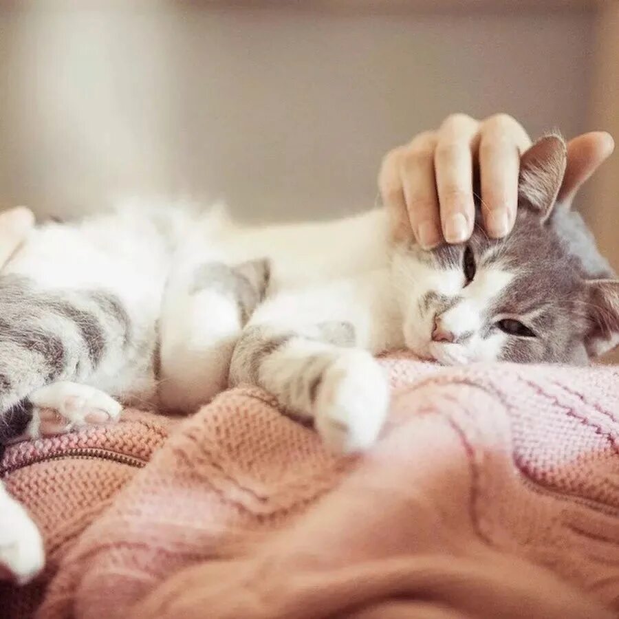 Будем гладить всех мурчащих теплых сонных настоящих. Гладят рыжего кота. Кошка мурлычет. Уютные коты. Котята с мамой.