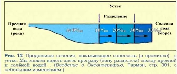 Почему вода в реке пресная. Плотность воды в реке. Плотность морской и пресной воды. Плотность Озерной воды. Плотность солёной воды и пресной.