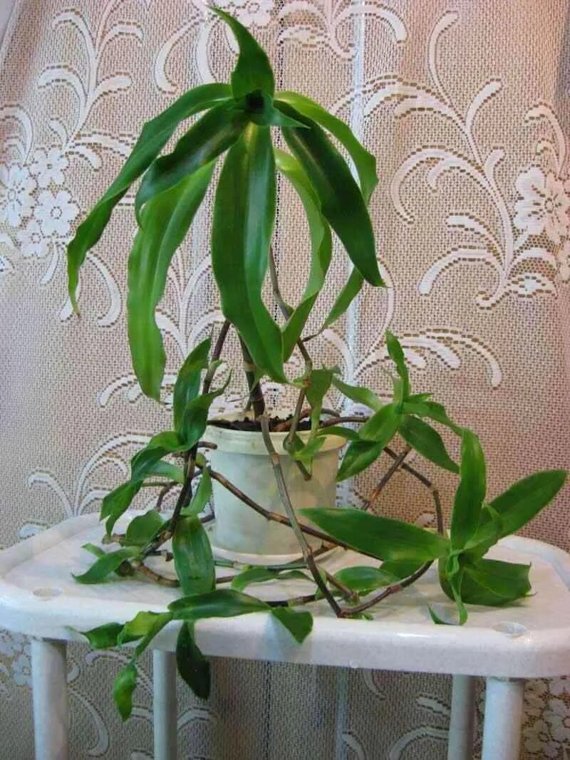 Каллизия золотой ус. Золотой ус или каллизия душистая. Лечебное растение золотой ус. Золотой ус земля. Золотой ус земля.