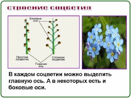 Если цветки находятся на главной оси