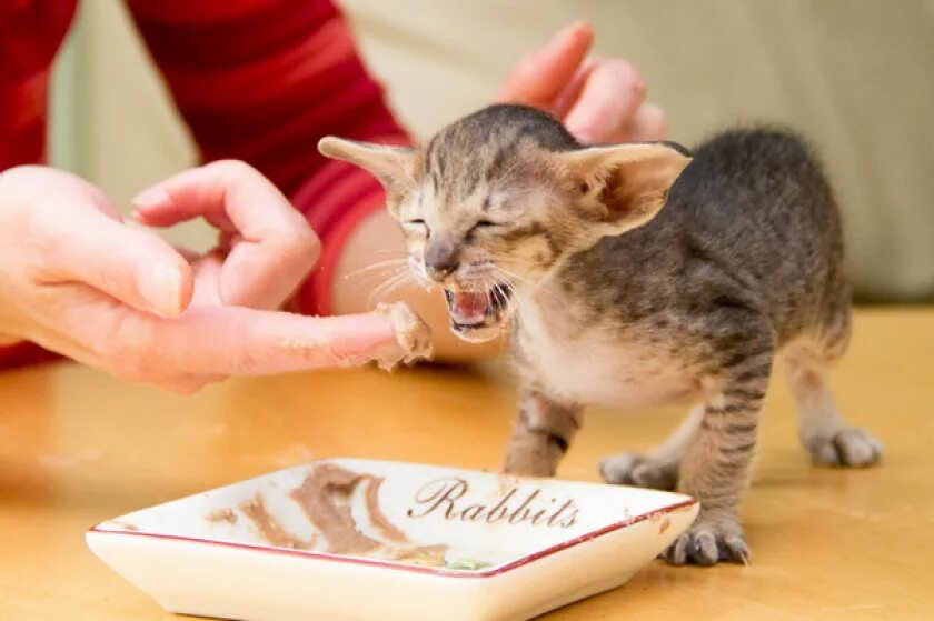 Роял канин для сиамских кошек. Роял канин рекавери для котят. Роял канин для ориентальных кошек. Ориентальная кошка чем лучше кормить. Корм для кошек.