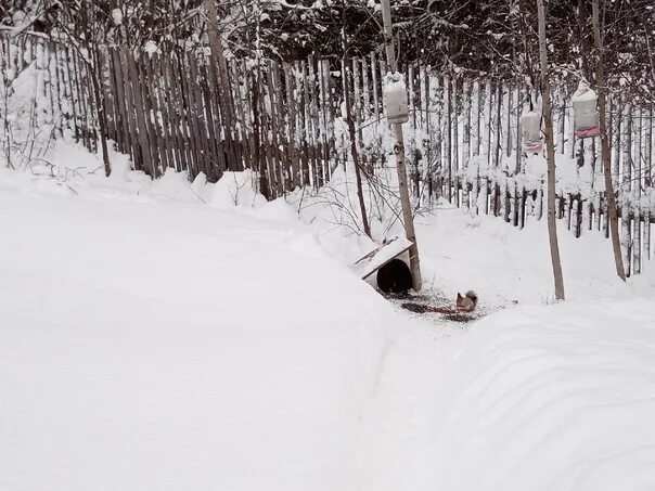 Александровск пермский край. Подслушано александровск пермский край. Зоопарк александровск пермский край. Объявления александровск пермский край подслушано. Объявления александровск пермский край подслушано.