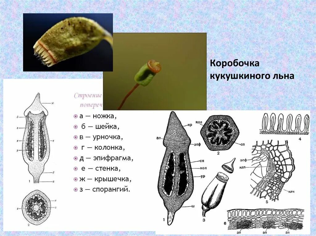 Спорогон у мхов это. Спорогон у мхов это
