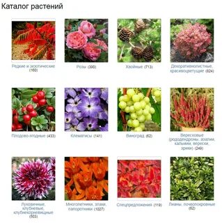 Каталоги многолетних садовых цветов