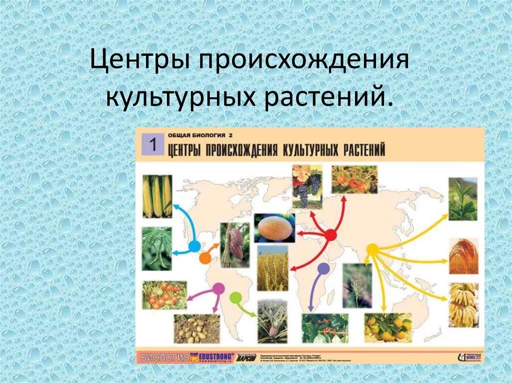 Происхождение культурных растений биология. Центры происхождения культурных растений карта. Происхождение культурных растений биология. Центры происхождения культурных растений карта. Происхождение культурных растений биология.
