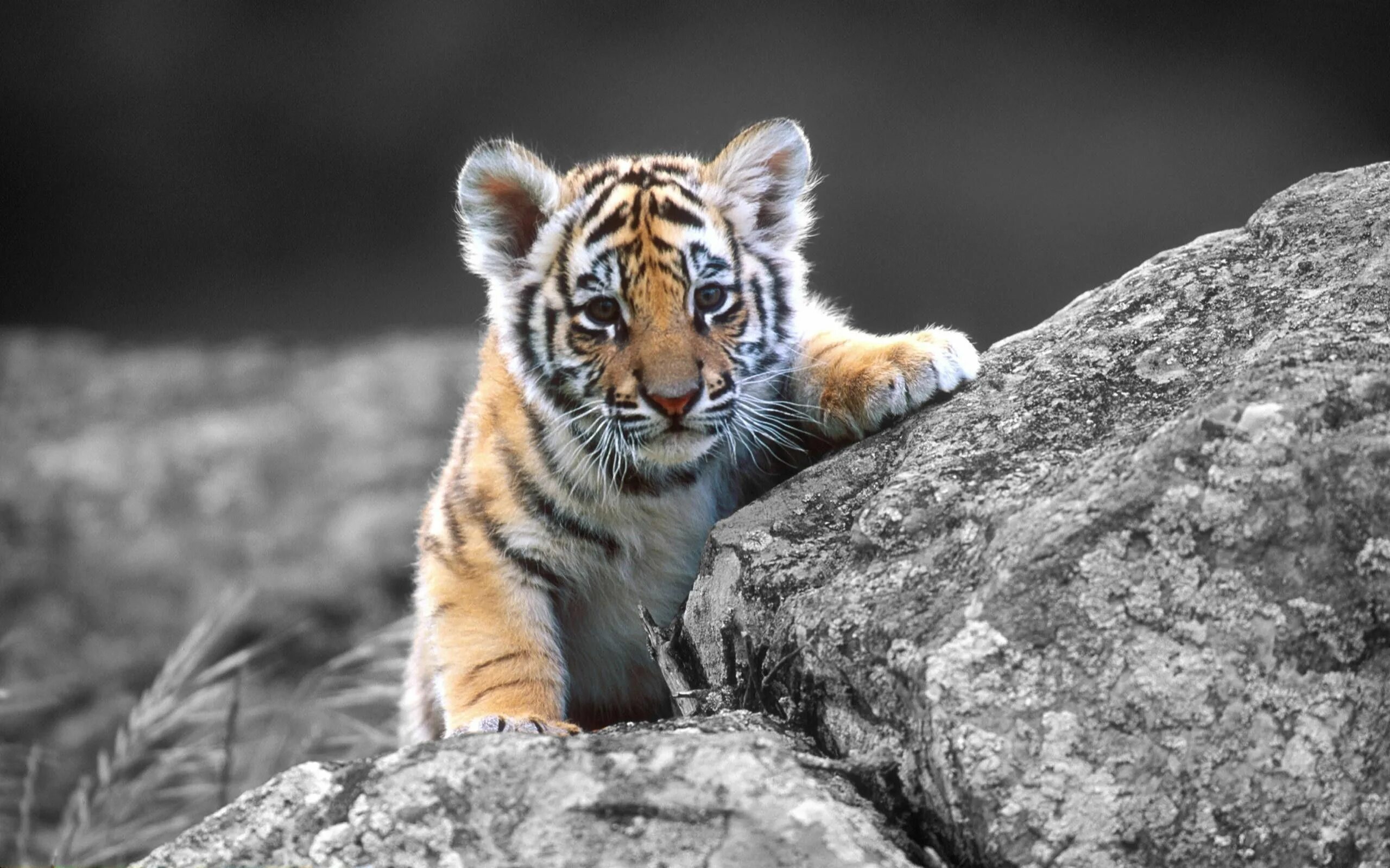 Download wallpaper 3840x2400 tiger, big cat, carnivore, lie, stone 4k ultra hd 1