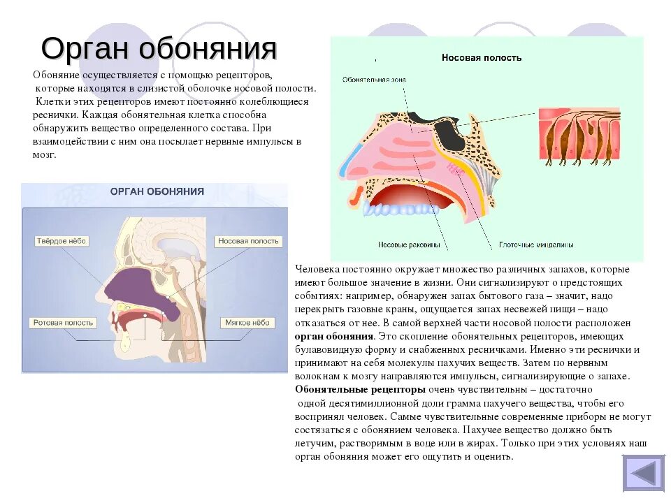 Органы обоняния презентация