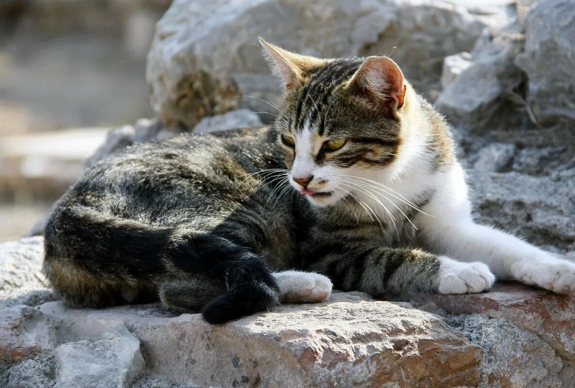 Кошка лежит на камне. 7 кошек. Забавные кошки. Семейка кошек. Семья кошек.