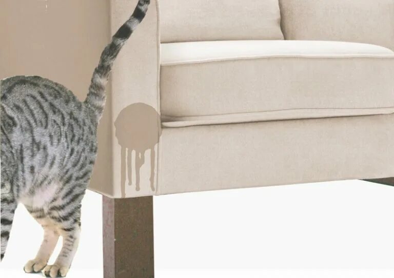 Кошка метит дома что делать. Кот метит. комната для метящего кота?. кошка метит территорию. кот метит территорию в квартире.
