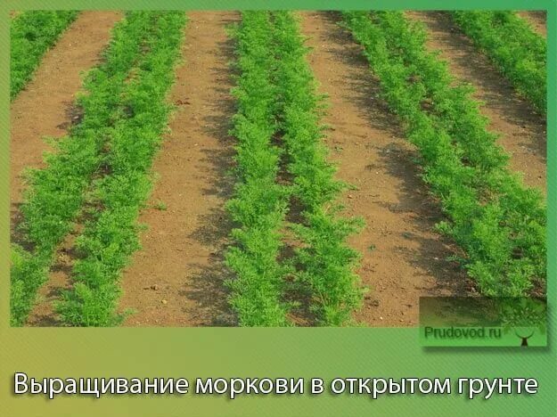 Морковь для зимнего посева сорта. Посадка моркови расстояние между семенами. Морковка расстояние. Схема посева моркови ленточный двухстрочный. Схема посева моркови в открытом грунте.