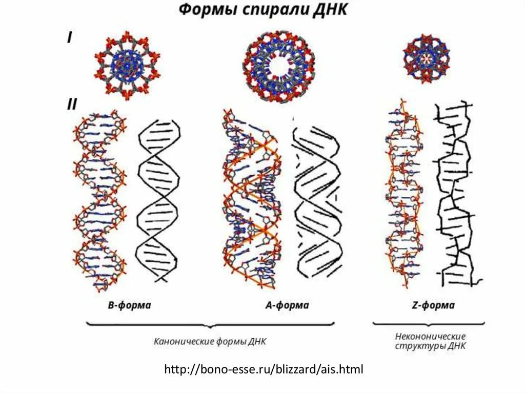 Днк какая форма. Параметры в-, а- и z-форм ДНК.. Б форма ДНК. В- форма ДНК, А- И Z- формы ДНК.. Структура ДНК B форма.