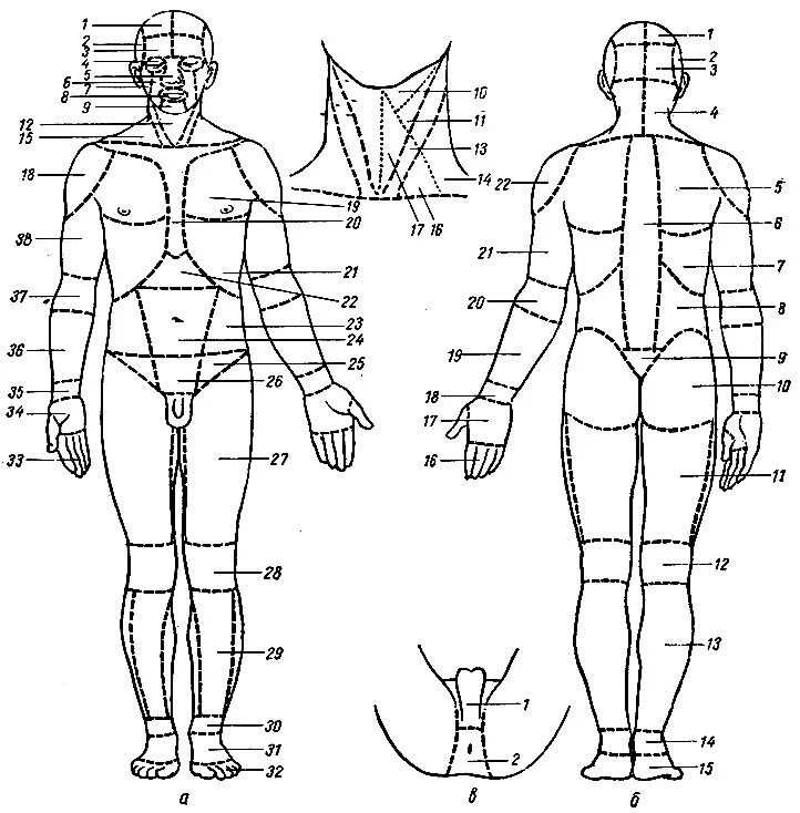 Схема человека. Области тела человека схема. Анатомические области тела человека. Топографические области тела человека. Анатомические областитлеа.