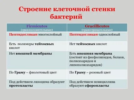 Грамм положительные