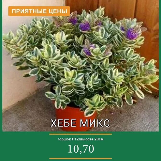 Фото картинка хеба. Адденда донна. Girl hebe forums. Girl hebe forums. Girl hebe forums.