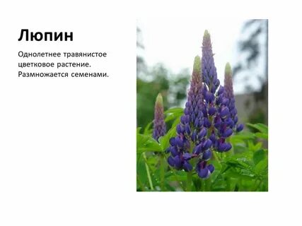 Стихи про люпины короткие красивые