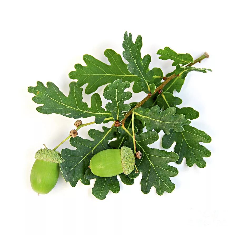 Ветка дуба. Листья дуба картинки. Дуб черешчатый веточка. Дуб черешчатый лист. Дуб черешчатый плод.