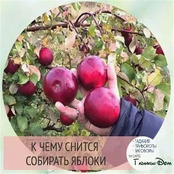 К чему снятся яблоки. Есть яблоки во сне. Сонник яблоки видеть. К чему снится собирать яблоки. К чему снятся яблоки во сне мужчине