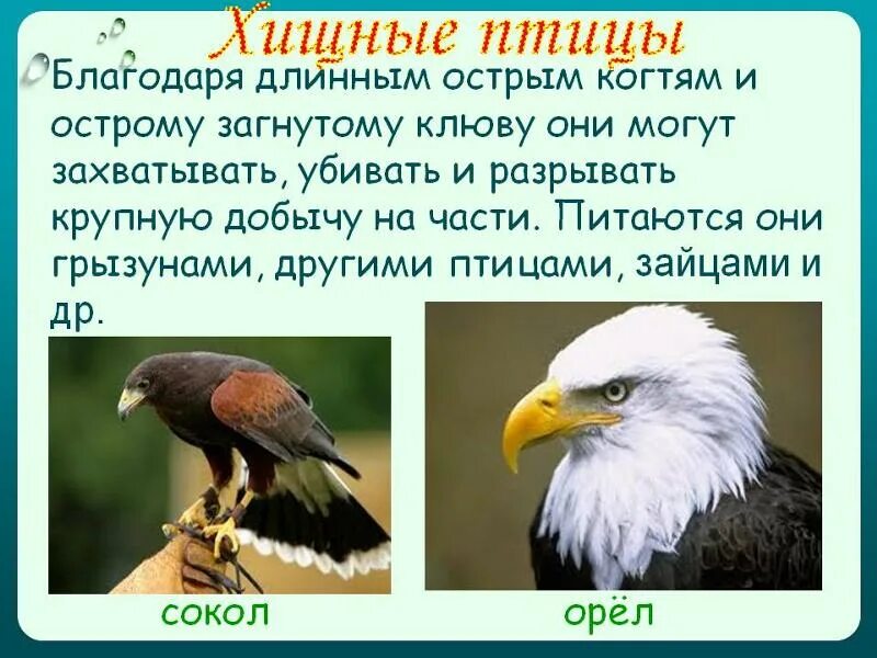Растительноядные птицы. Зерноядные,хищные,насекомоядные птицы. Насекомоядные птицы представители. Виды растительноядных птиц. Растительноядные птицы список названий.
