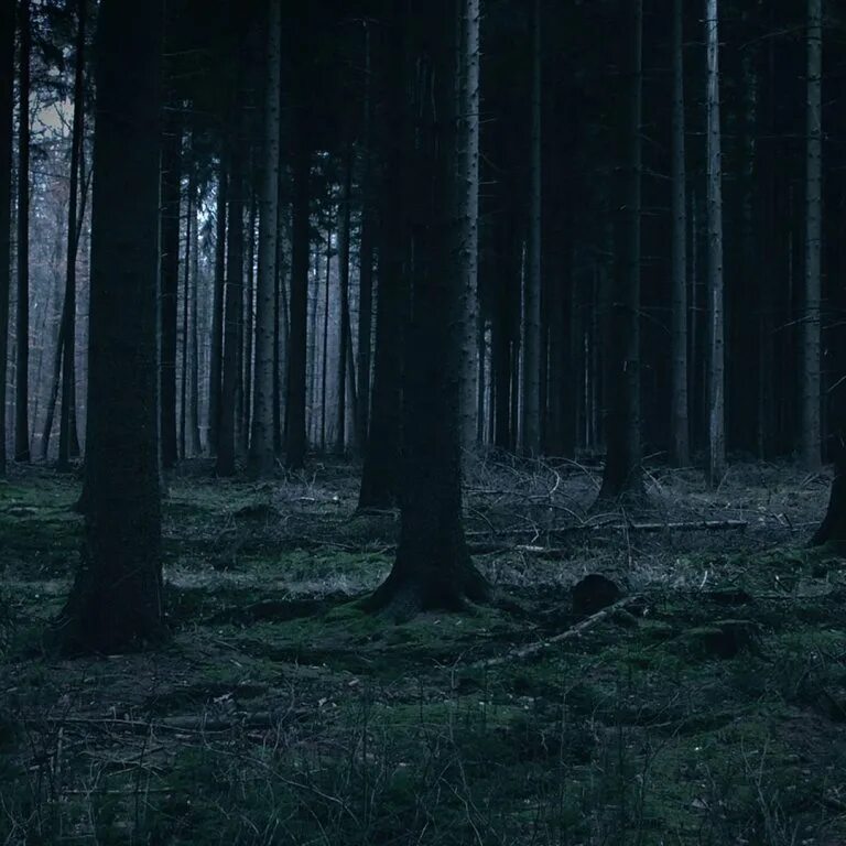 Темно. Музыка темный лес. Страшный лес. Телепортация в темный лес. Музыка темный лес.