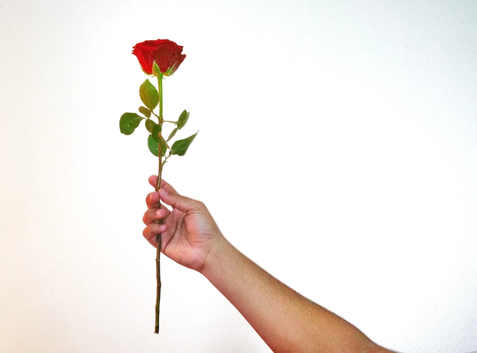 Цветок на руку.. Рука держит розу. Рука держит цветок.