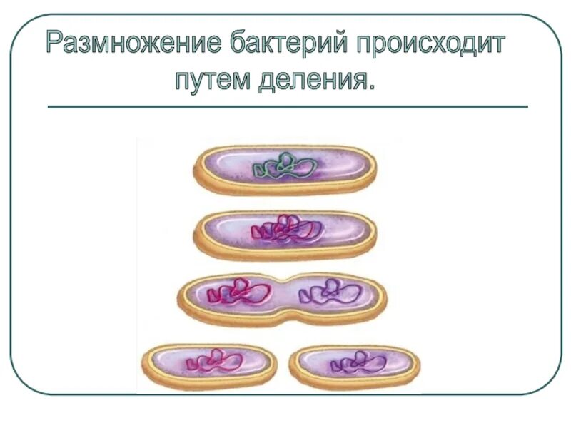 Деление клетки пополам. Бинарное деление бактериальной клетки. Деление бактерий размножение. Схема деления бактериальной клетки. Способы размножения бактерий схема.