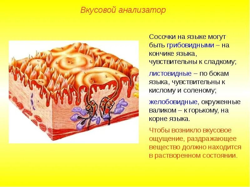 Какую функцию выполняет вкусовой анализатор. Отделы вкусового анализатора физиология. вкусовой анализатор строение физиология. анализатор вкуса строение и функции. вкусовой анализатор анализатор строение и функции.