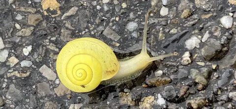 File:Yellow snail dancing in the rain.png. 