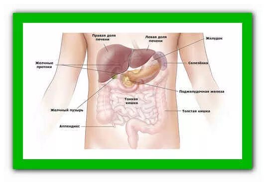 Селезенка народные средства. Расположение селезенки у человека. Селезёнка где находится.
