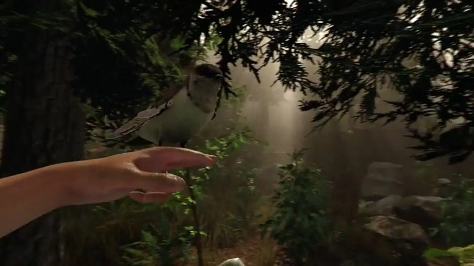 The were going the forest. Forest игра. The Forest птица. Форест игра птицы. Игра выживание в лесу.