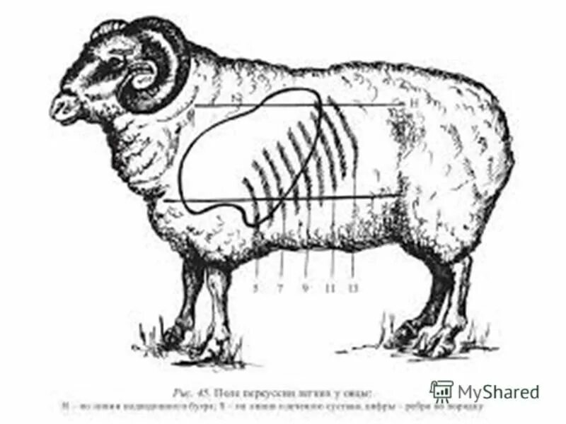 Локализация сердечного толчка у крс. Исследование сердца коровы. Аускультация грудной клетки крс. Аускультация сердца лошади. Сердечный толчок у свиней.