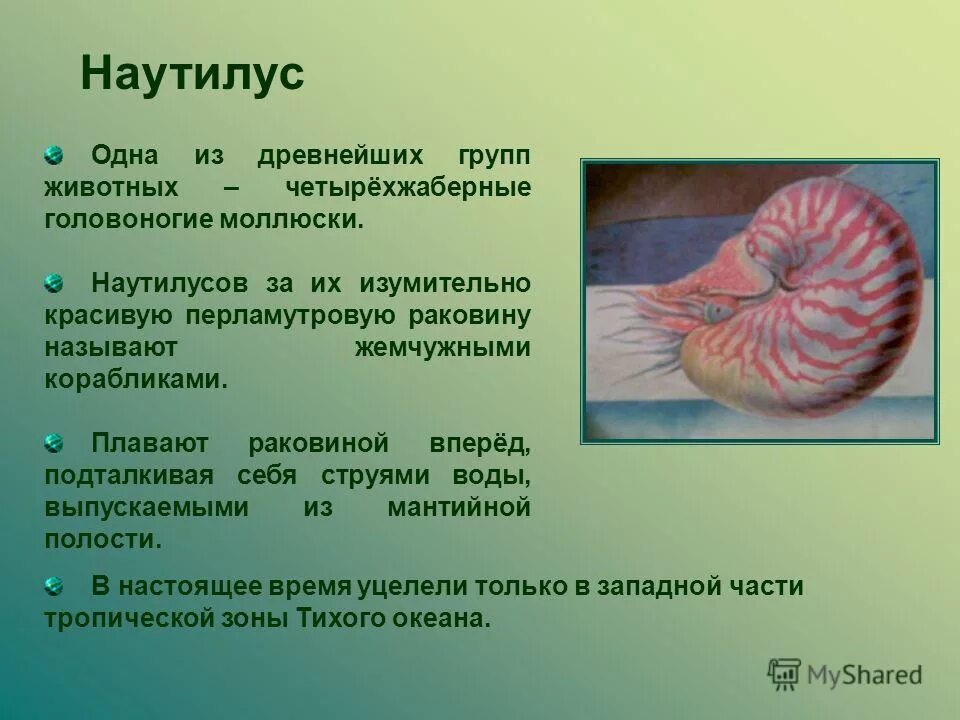 Наутилус особенности и значение. Головоногие моллюски наутилус. наутилус презентация. интересные факты о моллюсках. интересные факты про моллюсков.
