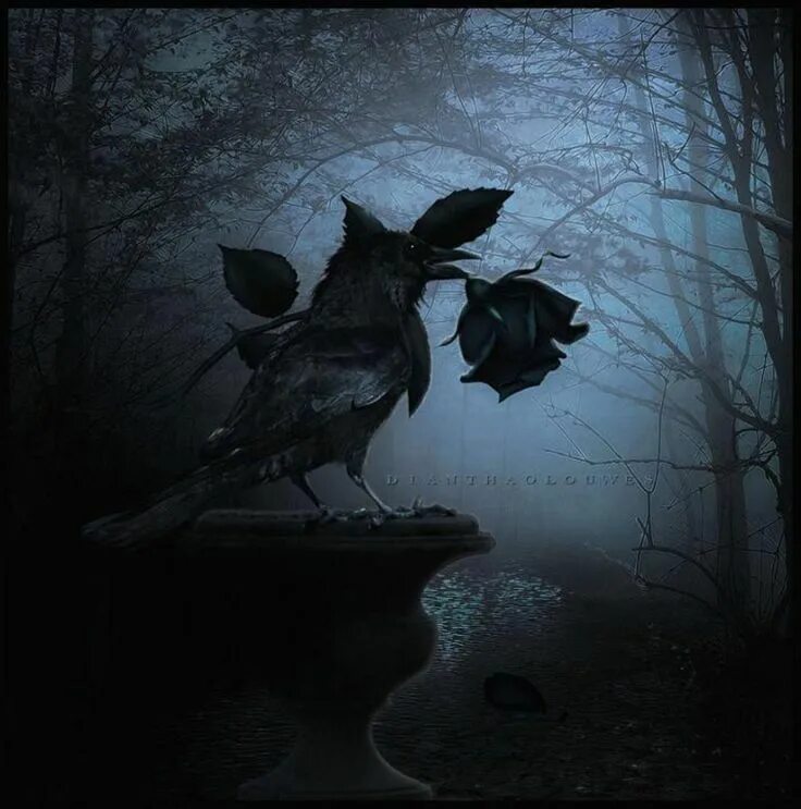 Night crows вороны. Готическая птица. Мрачные птицы. Мистические вороны. Готический ворон.
