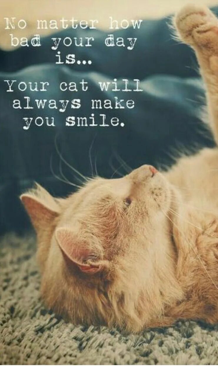 Now only cats will follow me. Cat quotes. about cats. love for cat quotes. quotes about cats.