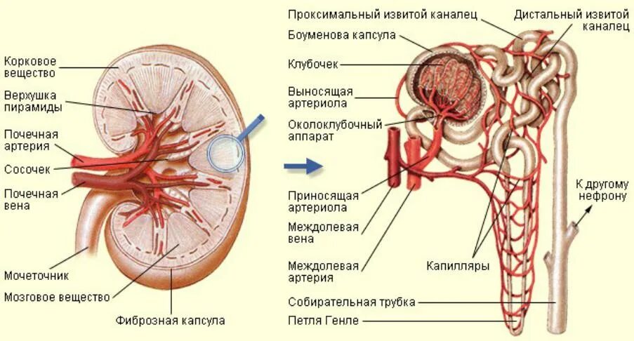 Почечные вены какая кровь. Строение мочевыделительной системы капсула нефрона. Выделительная система строение нефрона. Выделительная система человека строение нефрона. Строение нефрона почки анатомия.