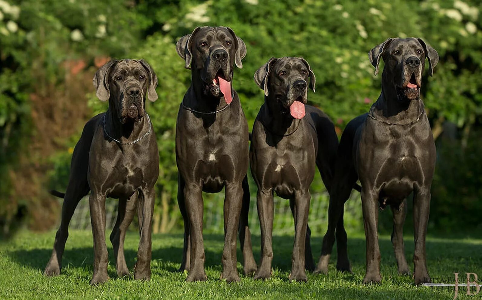 Нужны большие собаки. Порода собак Королевский дог. Черный Королевский дог. Порода собак датский дог. Датский дог и мастиф.
