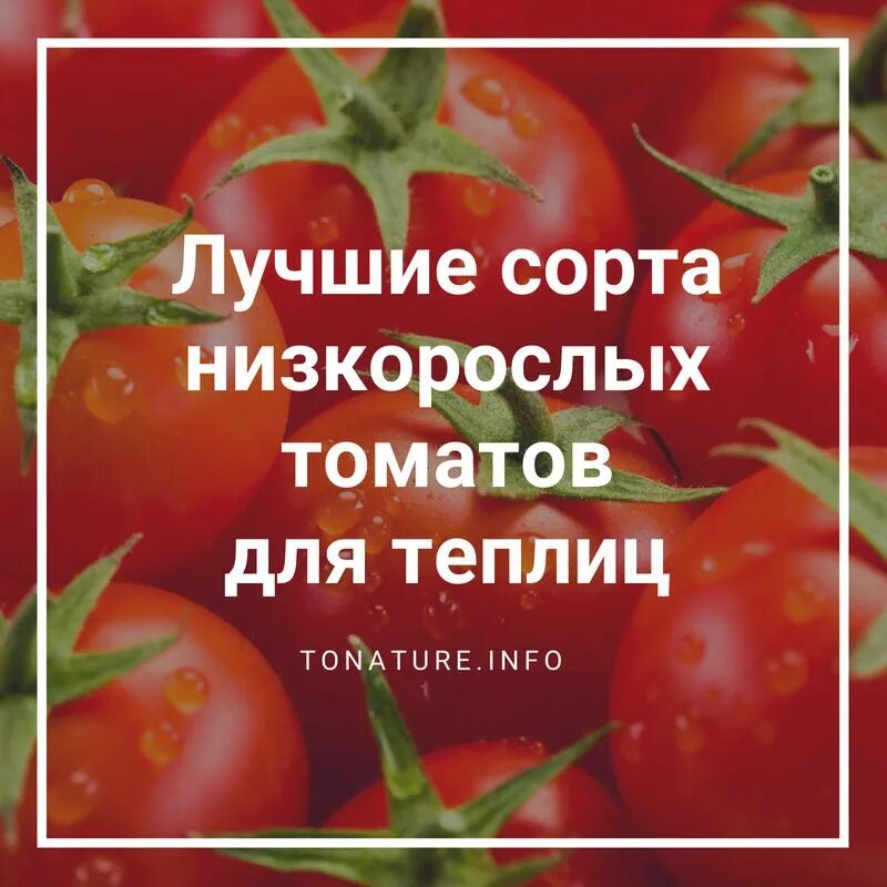 Семена низкорослых помидоров купить. Помидора низкорослая Урожайная. Раннеспелые томаты для теплиц. Низкорослые томаты для теплицы лучшие сорта. Семена низкорослых томатов для теплиц.