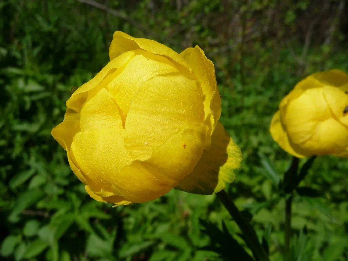 купальница европейская цветок. купальница европейская. купальница (trollius). купальница голден квин. купальница европейская.